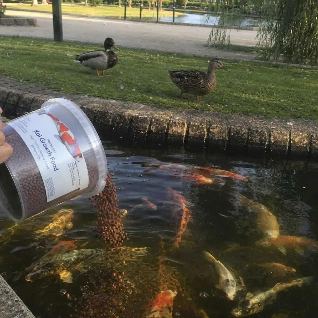 Customer photo review of Premium Koi Growth Food UK | High Protein Floating Pellets | All Pond Fish | 2.5kg