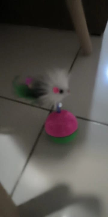 Customer photo review of Self Righting Mouse Tumbler Cat Toy for Indoor Play