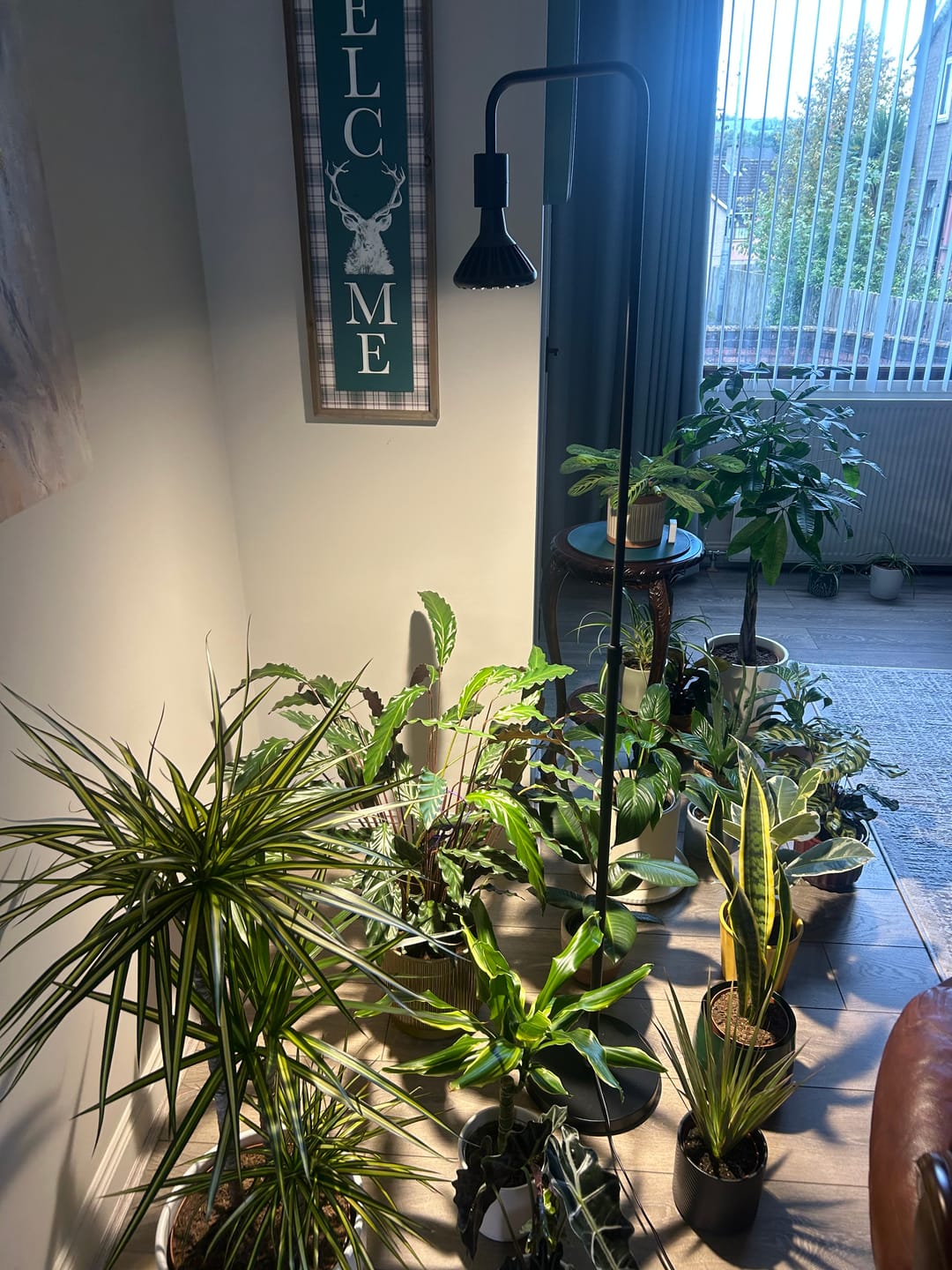 Customer photo review of Pianta 30 Grow Light LED Bulb