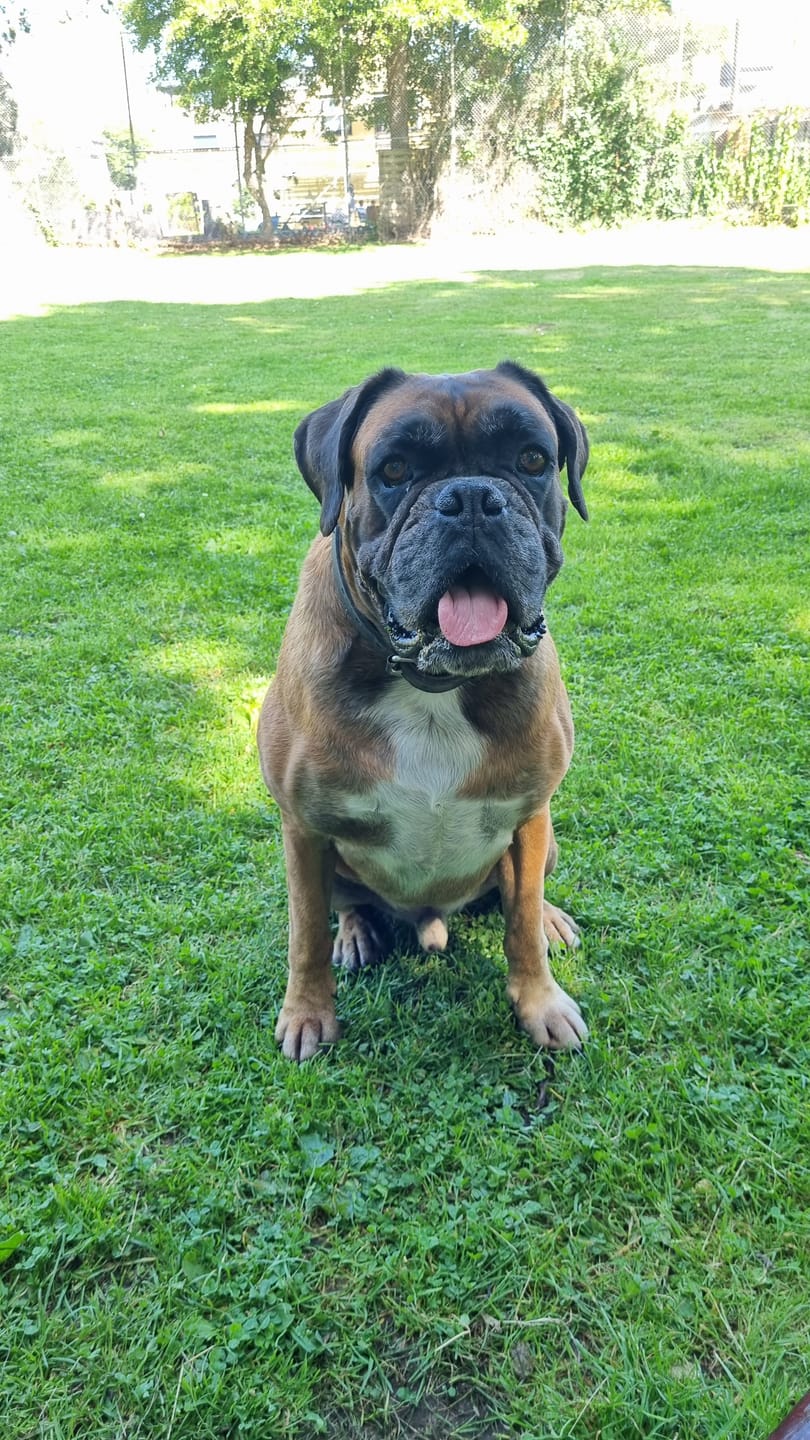 Customer photo review of Gemüsemix-Topping für Hunde