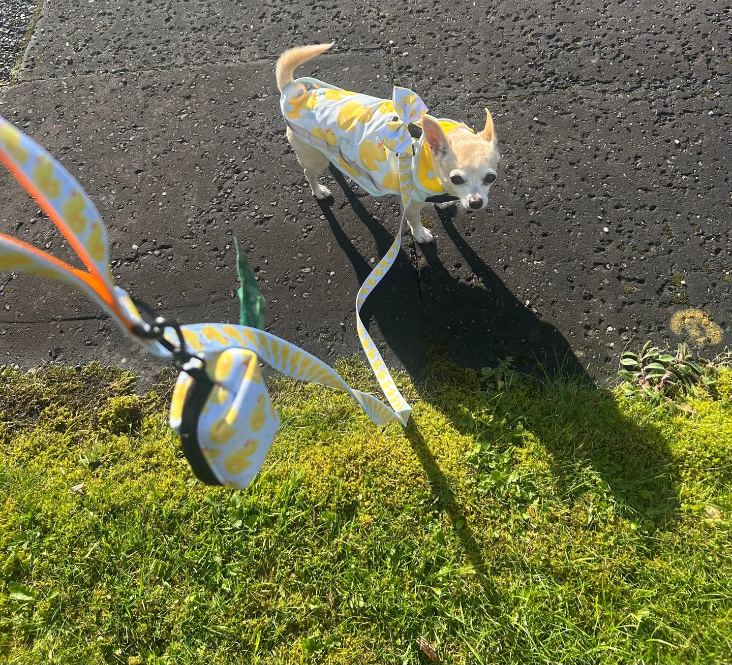 Customer photo review of Poo Bag - You Quack Me Up!