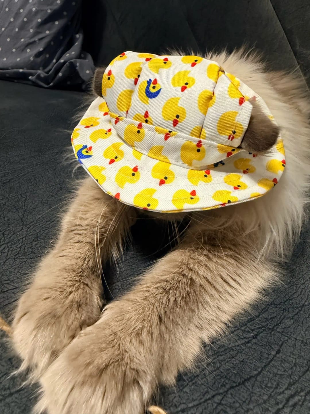 Customer photo review of Adjustable Pet Bucket Hat with Ear Holes for Sunny Walks