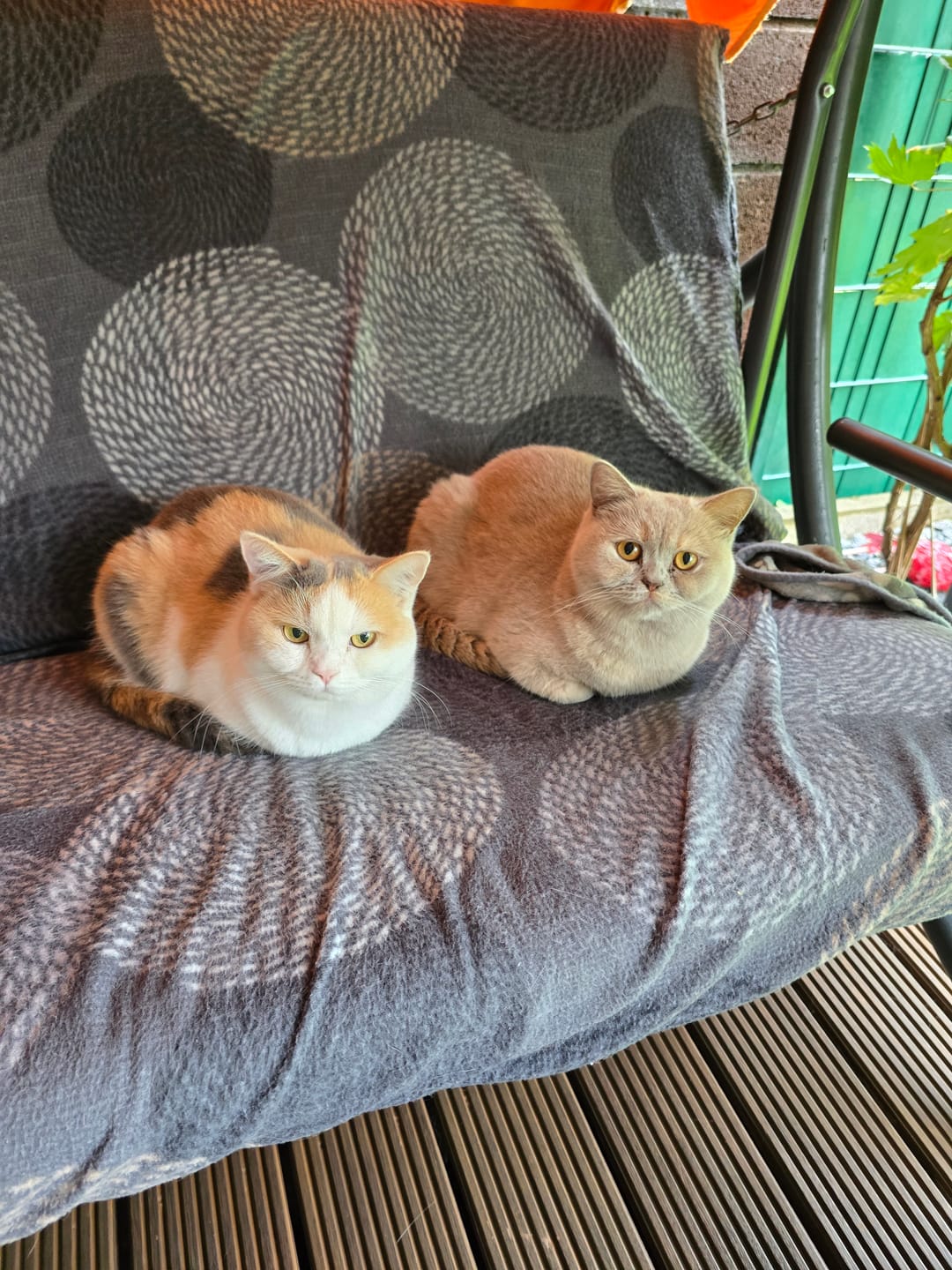 Customer photo review of Naturreines Katzenstreu