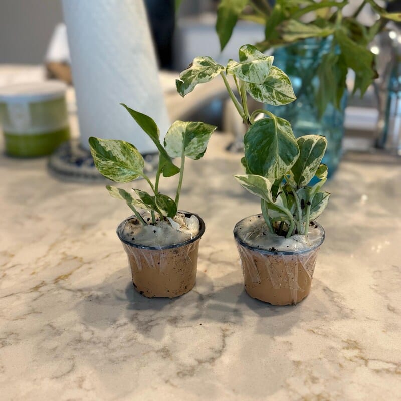 Customer photo review of N'joy Pothos Starter Plant in a 1.5” Pot - Low light indoor plant - Terrarium plant, Office plant, Gift plant