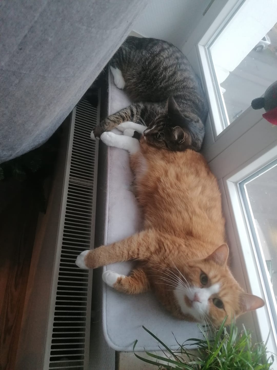 Customer photo review of Naturreines Katzenstreu