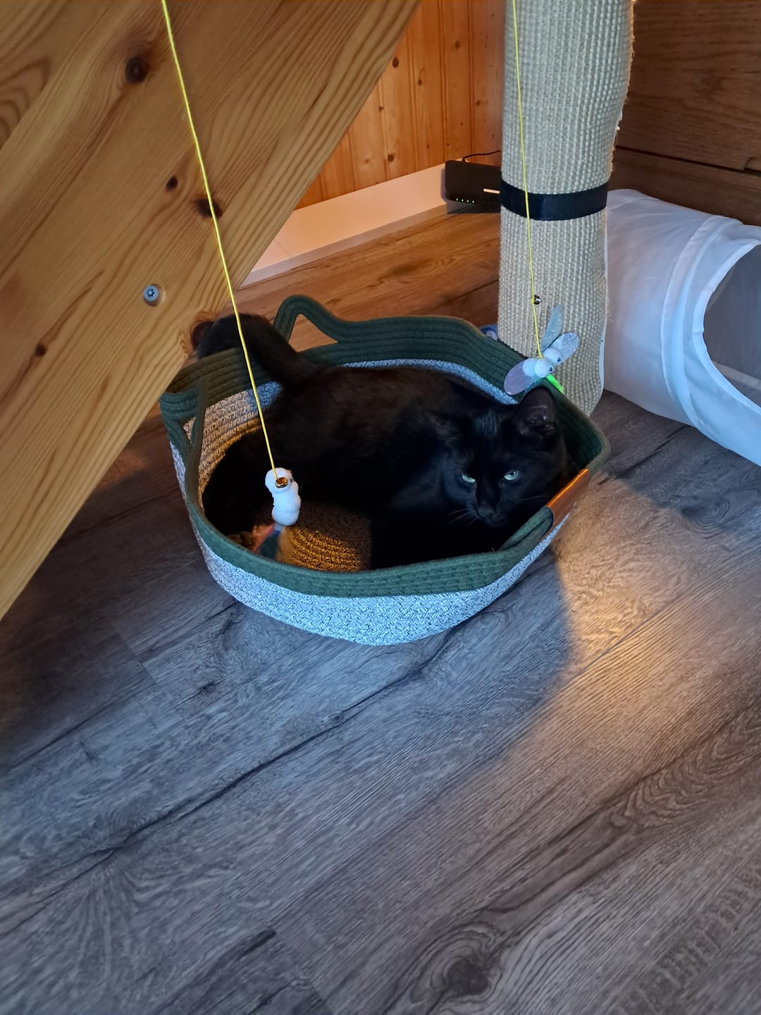 Customer photo review of Instinct Basket | Meet the first research-backed natural territory for indoor cats