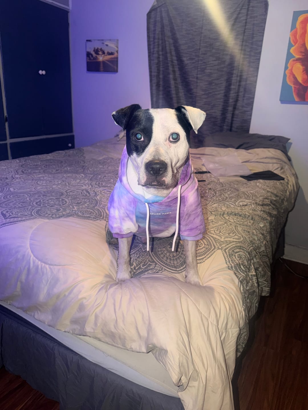 Customer photo review of Velvet Dog Hoodie - 90s Retro