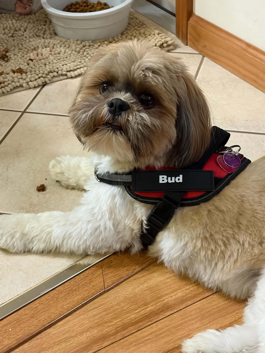 Customer photo review of Personalized Dog Harness