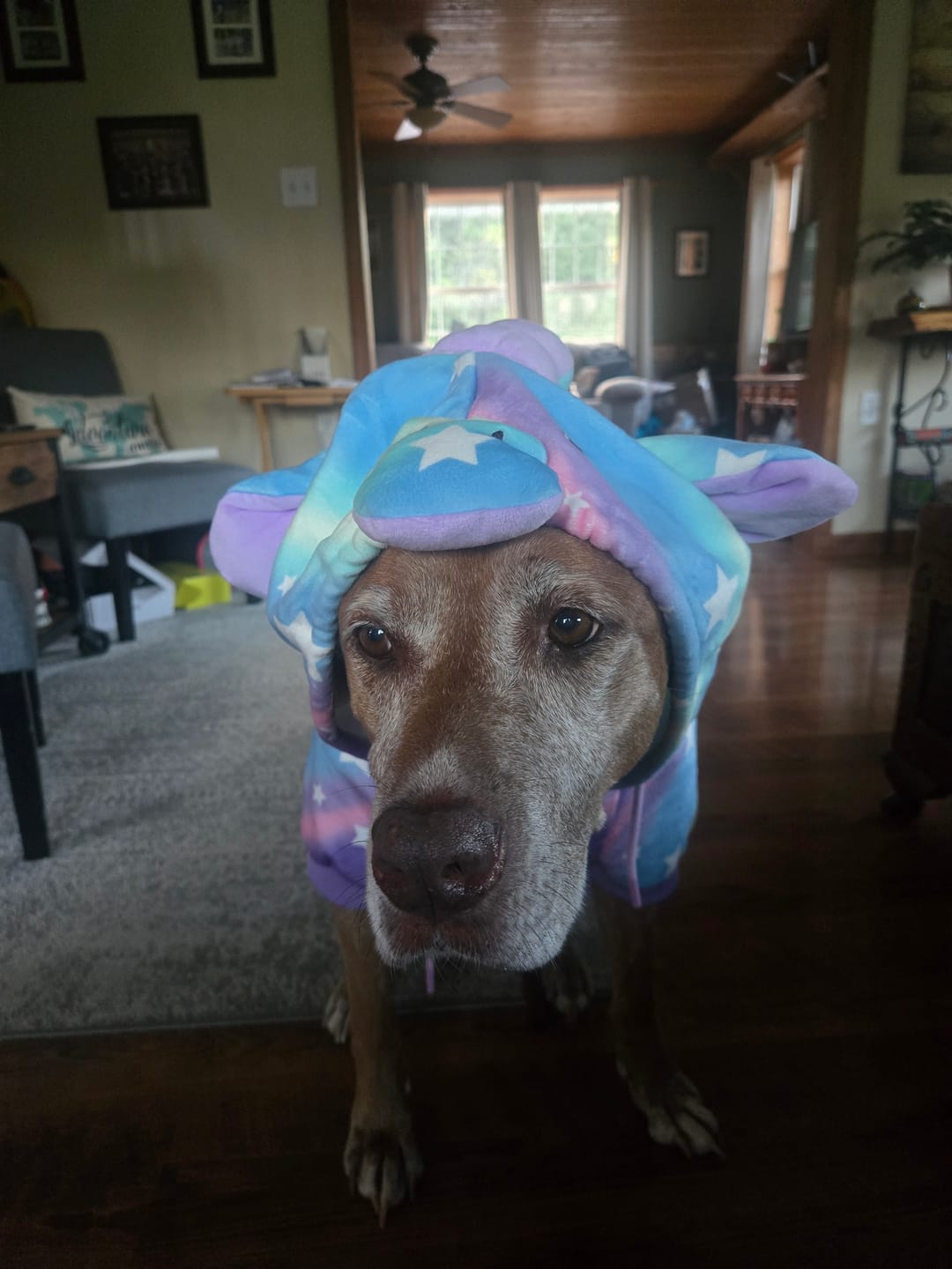 Customer photo review of Halloween Dog Hoodie - Unicorn
