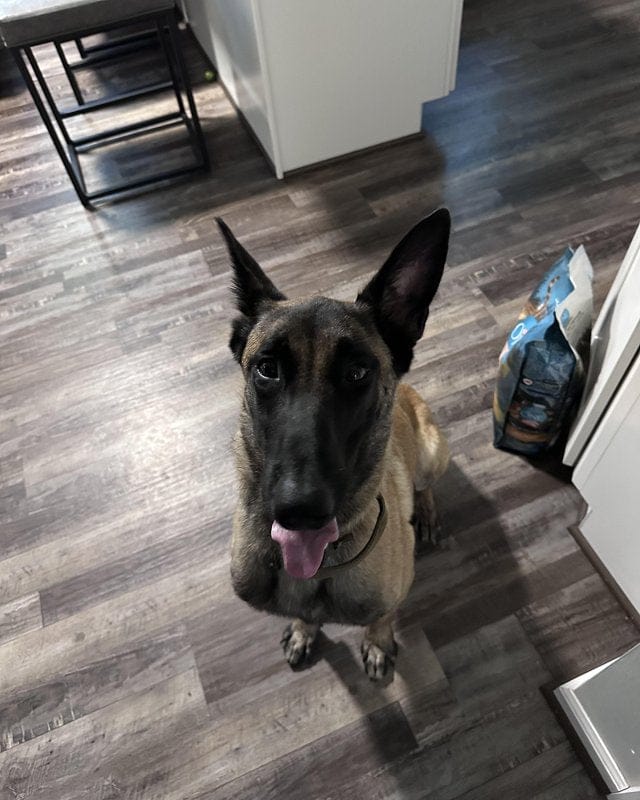 Customer photo review of Probiotic Chew