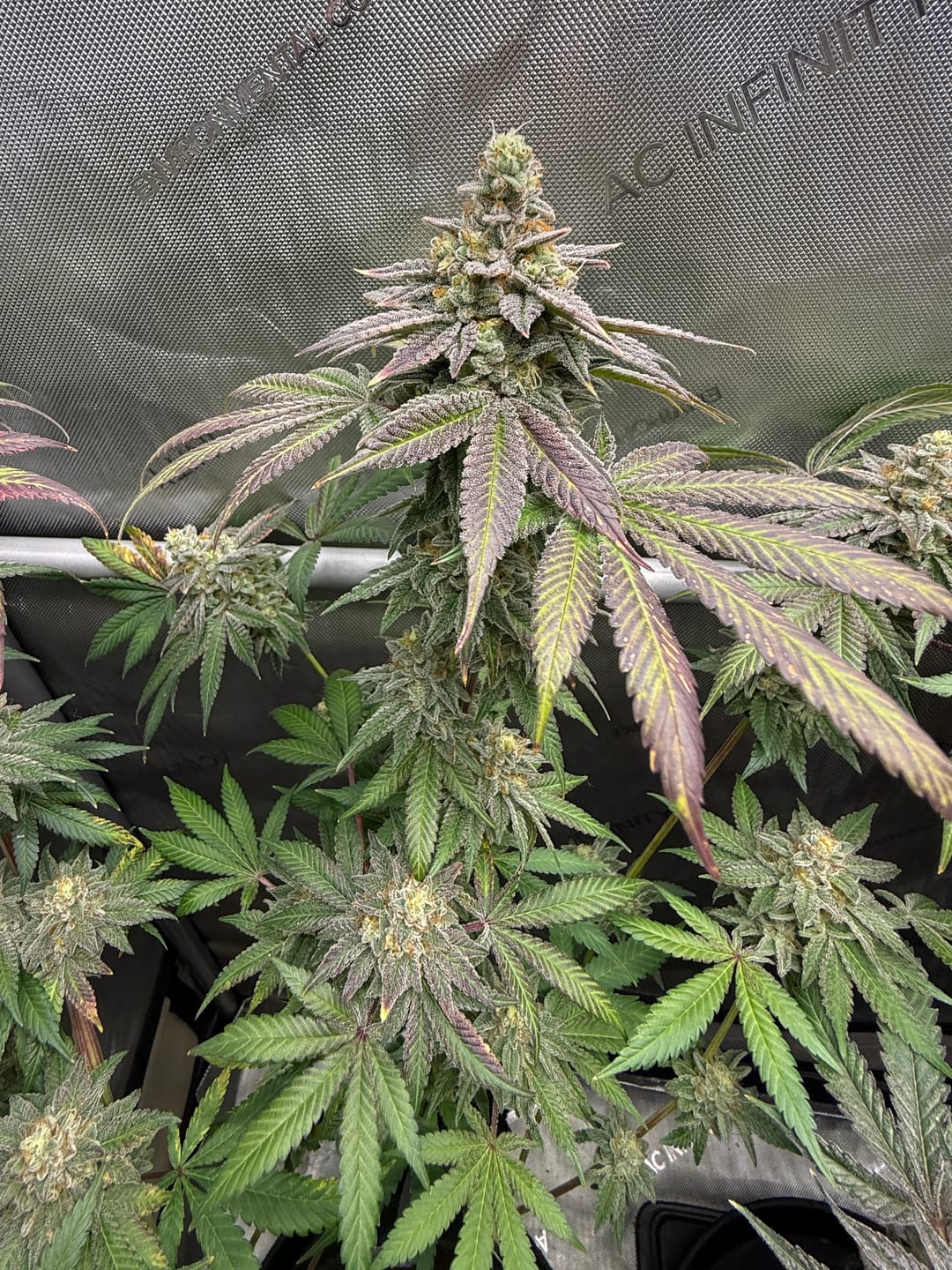 Customer photo review of Snowman Seeds