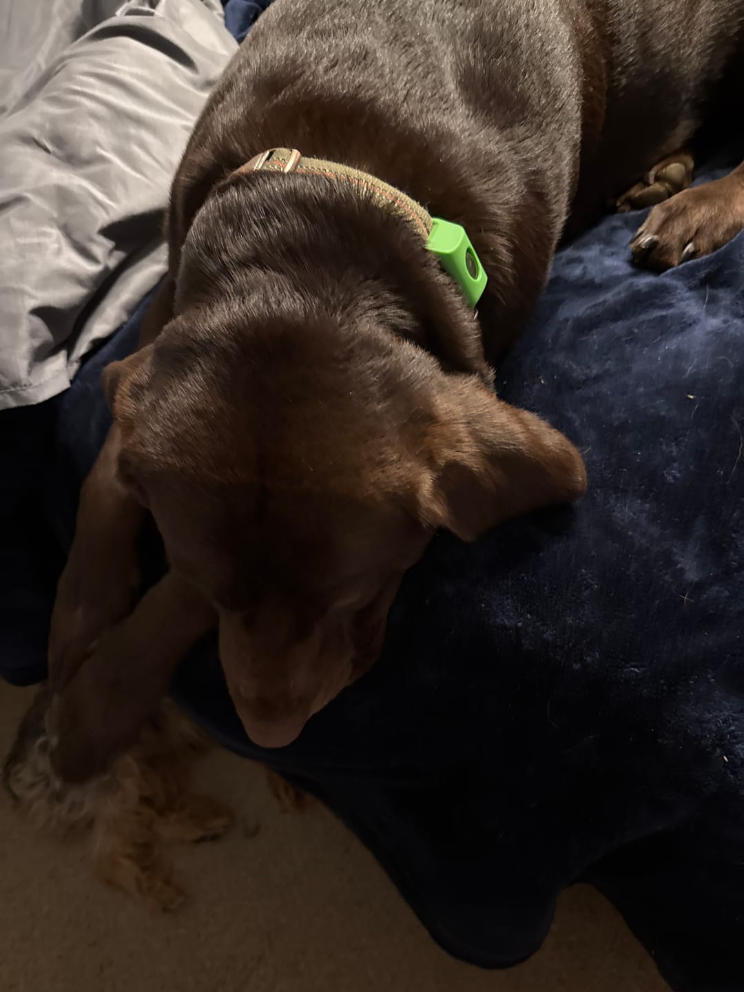Customer photo review of FurLife™ 12 Months Flea and Tick Free