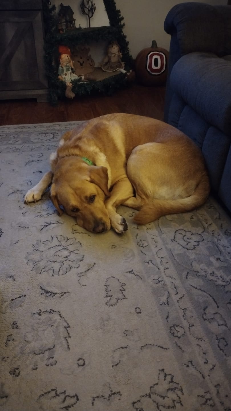 Customer photo review of FurLife™ 12 Months Flea and Tick Free