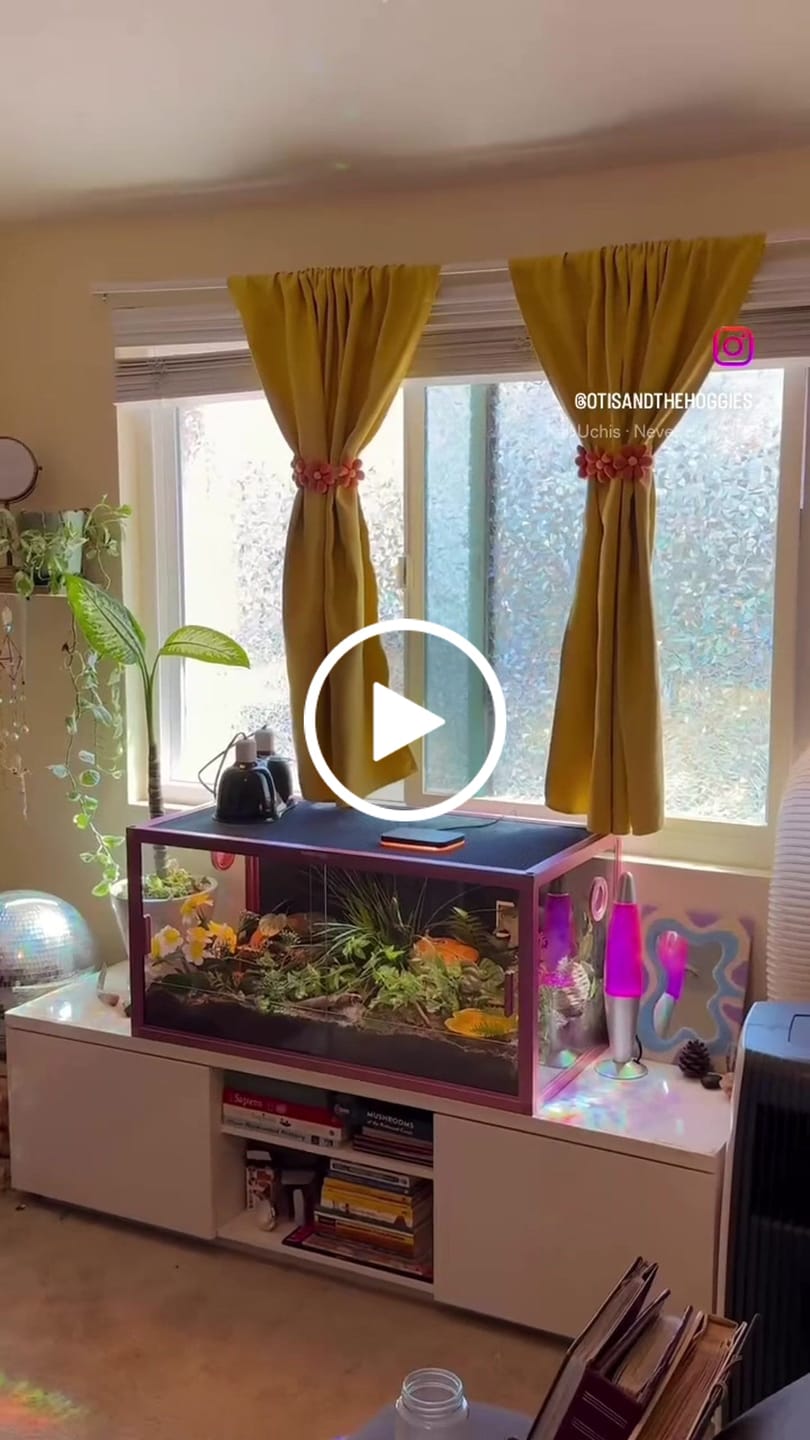 Customer video review of 50 Gallon Leopard Gecko & Crested Gecko Enclosure 36x18x18