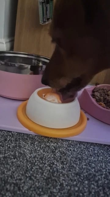 Customer photo review of Spinning Dog Lick Ball with Suction Cup Base