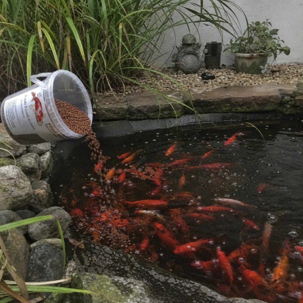 Customer photo review of Premium Koi Growth Food UK | High Protein Floating Pellets | All Pond Fish | 2.5kg
