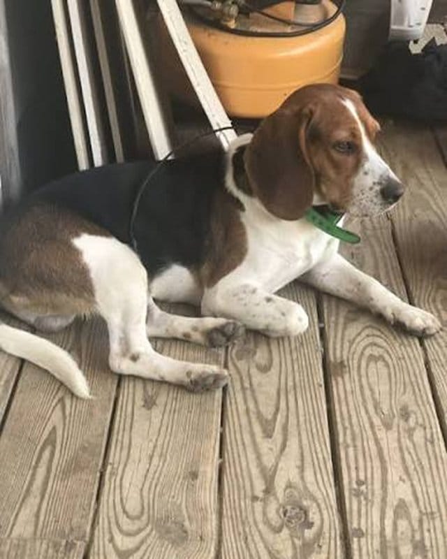 Customer photo review of Probiotic Chew