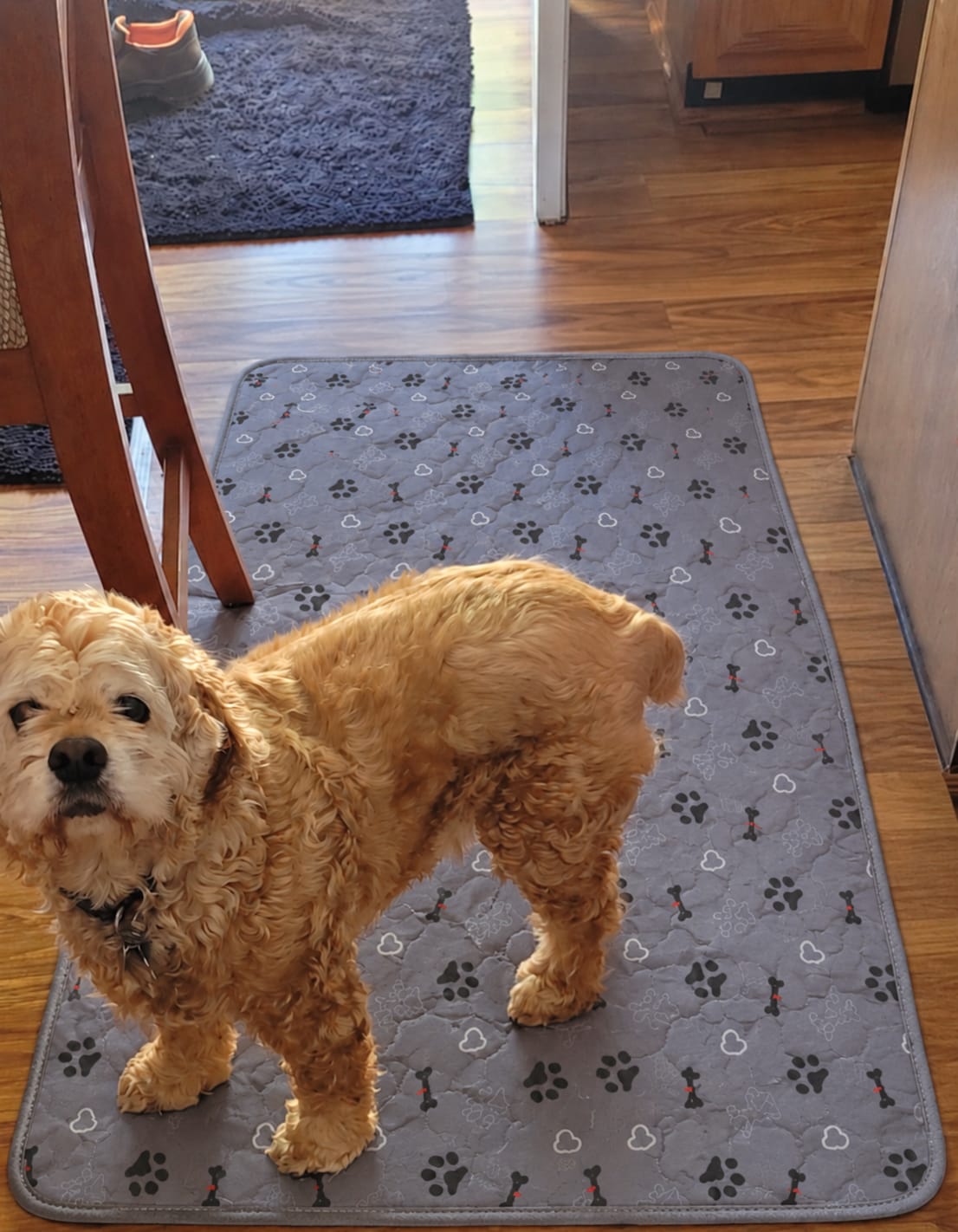 Customer photo review of Pawloo™ Tapete Inteligente para Perros