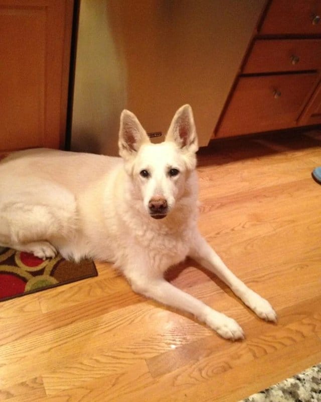 Customer photo review of Hip & Joint Chew