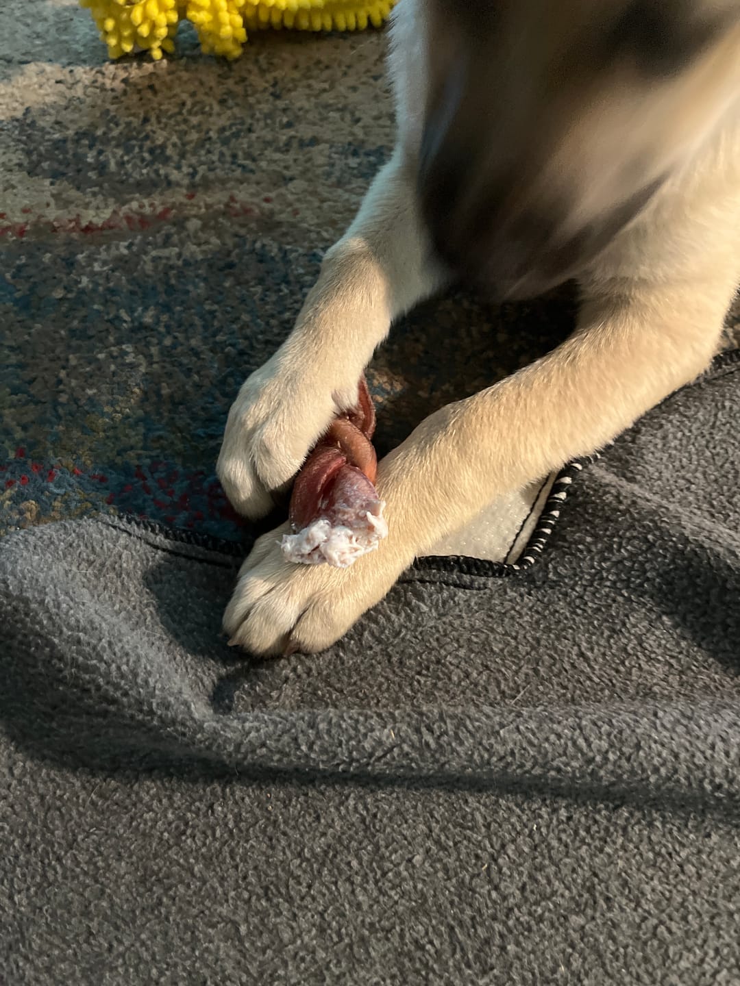 Customer photo review of 6 Inch Thick Braided Bully Stick