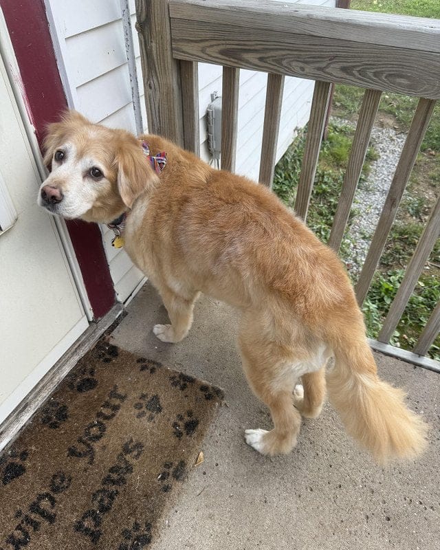 Customer photo review of Hip & Joint Chew