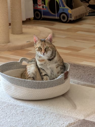 Customer's Fellnest Katzenkorb, a grey and white woven basket with a sitting cat on a light floor.