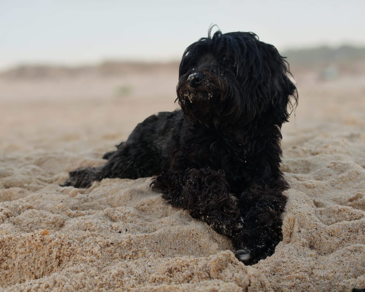 Customer photo review of Toallitas Dentales Naturales para Mascotas