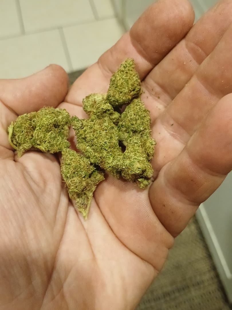 Customer photo review of Alien OG (Indoor) - THCA Flower
