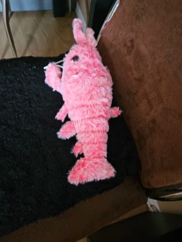 Customer photo review of Wiggling Lobster Plush Toy for Cats and Dogs