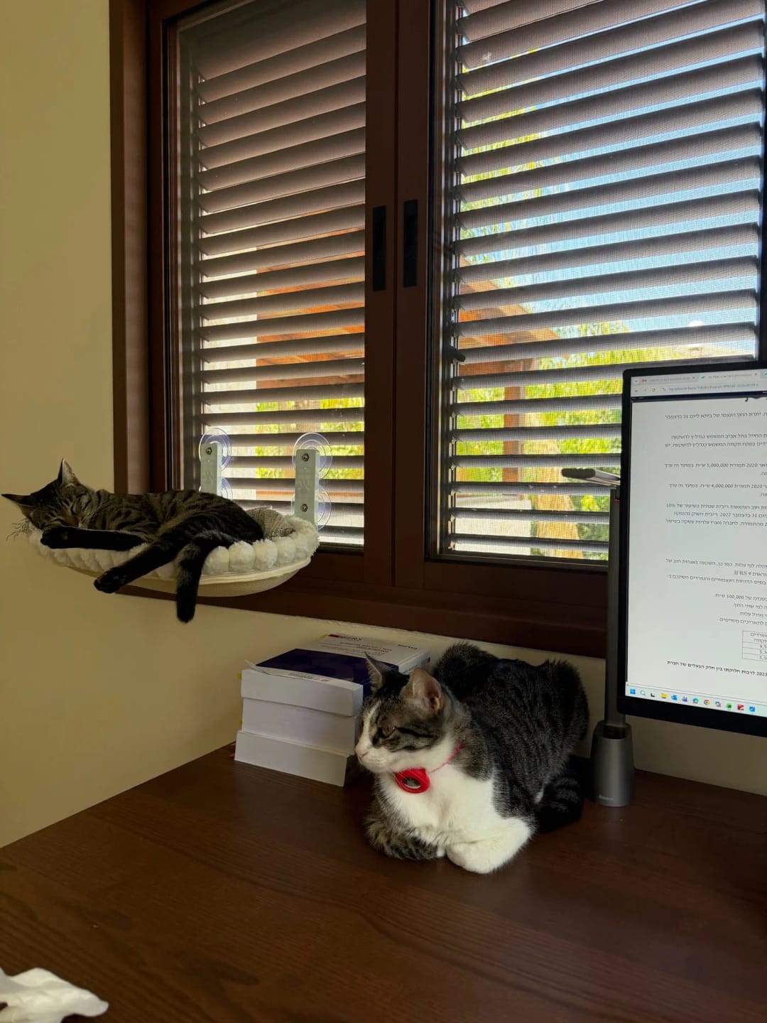 Customer photo review of Reversible Cat Window Perch Bed with Suction Cups
