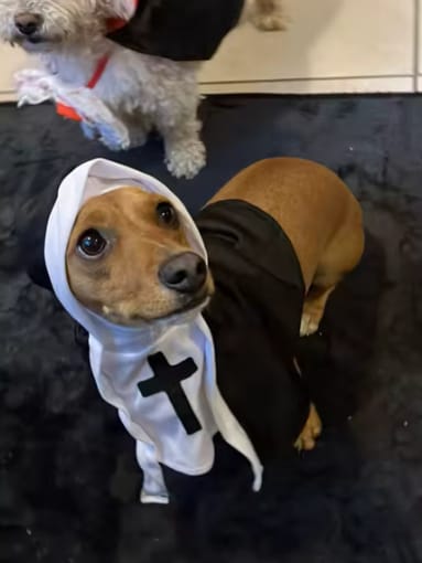 Customer photo review of Nun Costume for a Purrfect Halloween