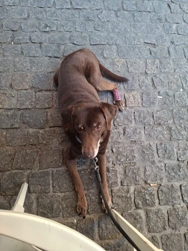 Customer photo review of Breathable Self Adhesive Pet Bandage Wrap for Dogs