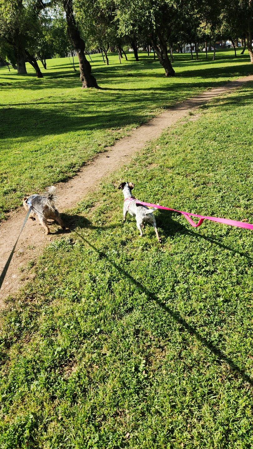 Customer photo review of Correa Larga para Perros - PVC | 3 mts | Pink