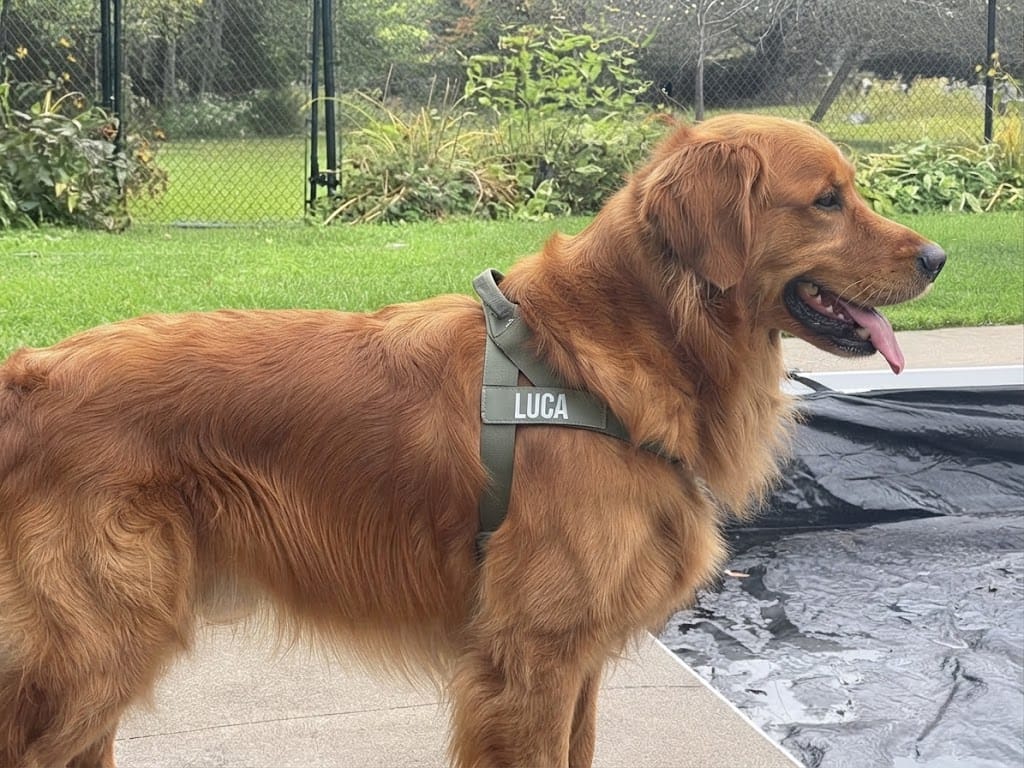 Customer photo review of Arnés personalizado para perros