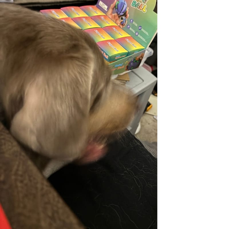 Customer photo review of 6 Inch Trachea Wrapped in Jerky