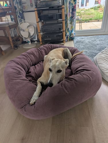 Customer photo review of Corduroy 100cm Donut Bed with Removable Cushion