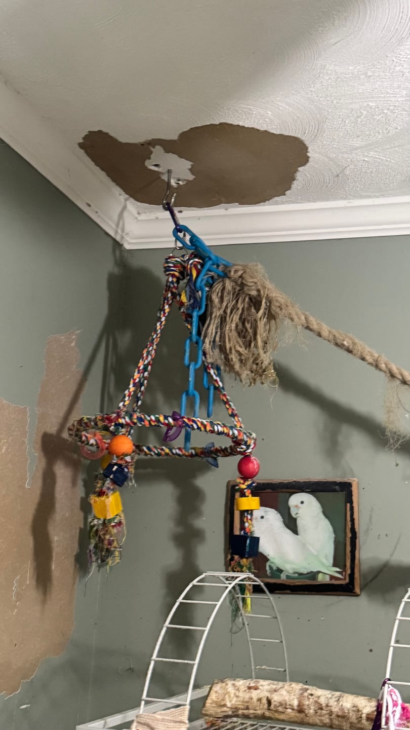 Customer photo review of 1111 Huge Pyramid Rope Swing