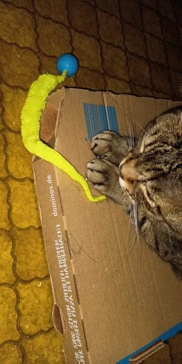 Customer photo review of Bouncy Cat Toy Balls with Fuzzy Worm Tails