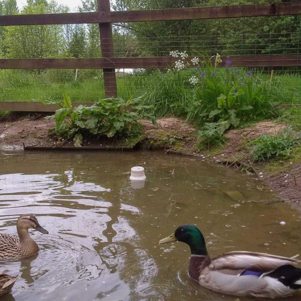 Customer photo review of Pond Muck & Sludge Reducer Tablets UK | 145 Tabs | Beneficial Bacteria | Clears Pond Floor