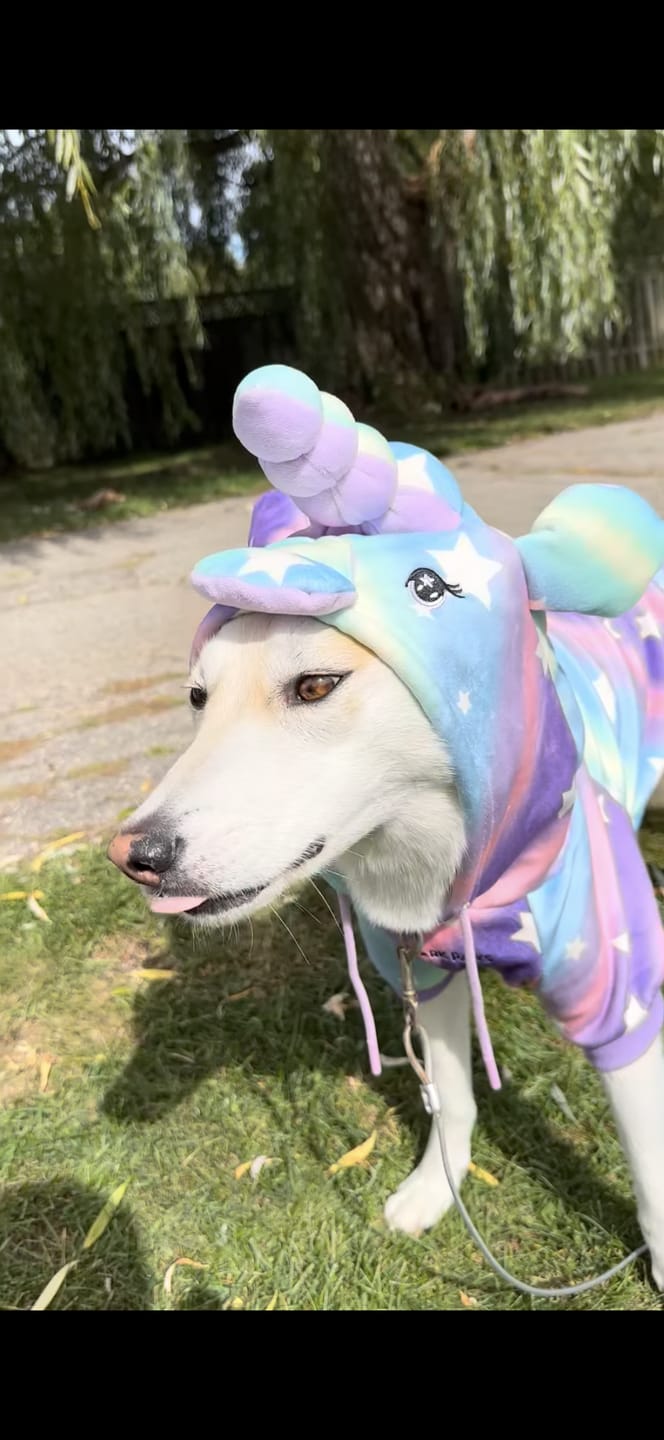 Customer photo review of Halloween Dog Hoodies (Limited Edition)