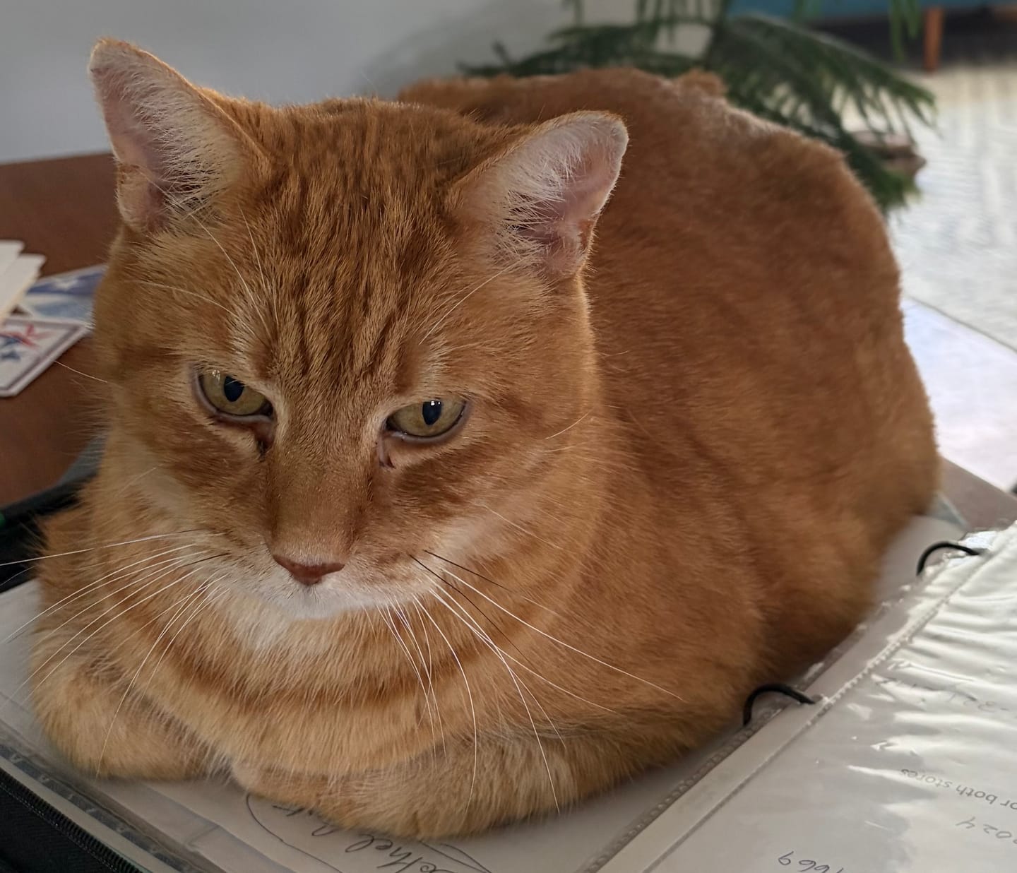 Customer photo review of 6x Blisso Advanced Cat Probiotic