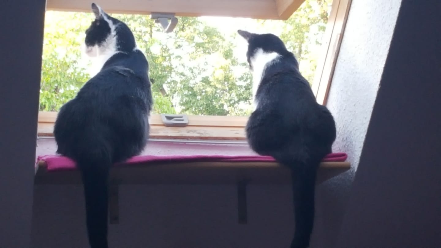 Customer photo review of Katzenstreu 2+1 Aktion