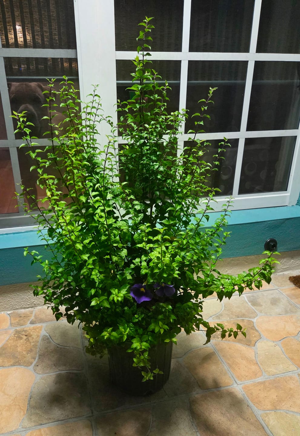 Customer photo review of King's Mantle