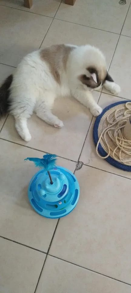 Customer photo review of Three Tier Cat Ball Track Toy with Feather Teaser
