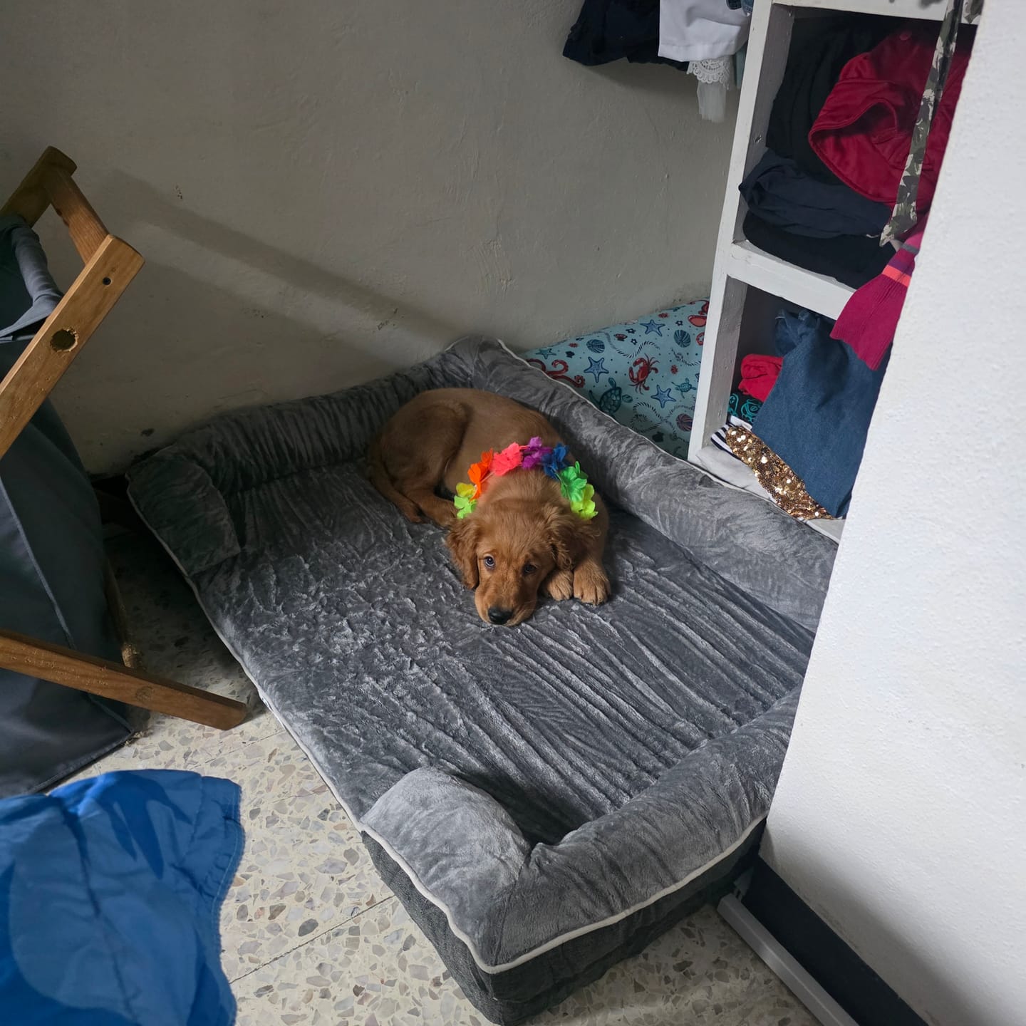 Customer photo review of Cama Ortopédica para Perros