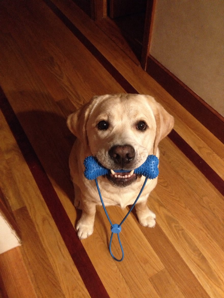 Customer photo review of Muffly™ Dental Bone – Cleans Teeth & Fresh Breath