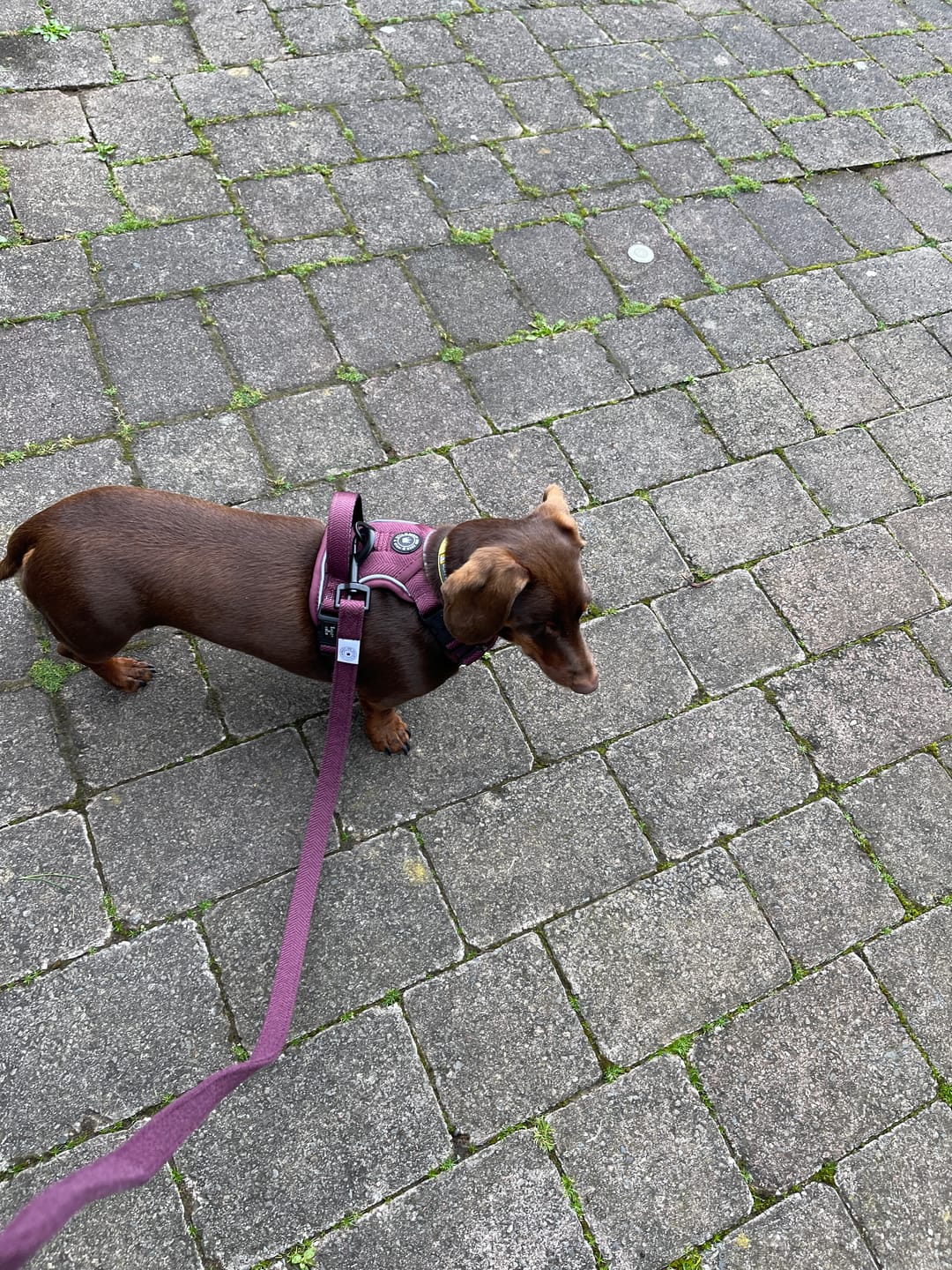 Customer photo review of Trail & Glow® Dog Harness - Mulberry Tweed