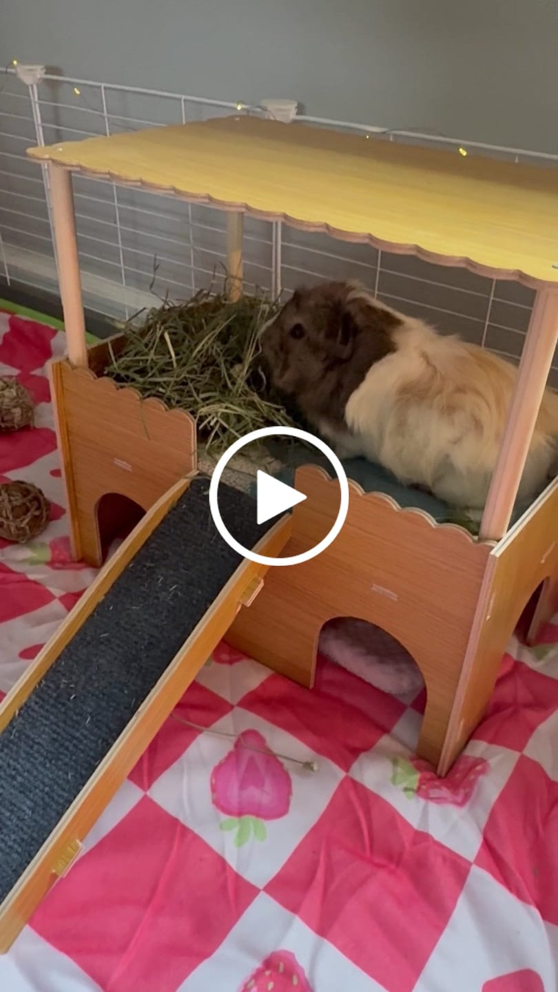 Customer video review of Plush Fleece Liner for Guinea Pigs | Strawberry
