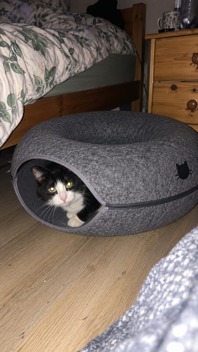 Customer photo review of Túnel Antiaburrimiento para Gatos