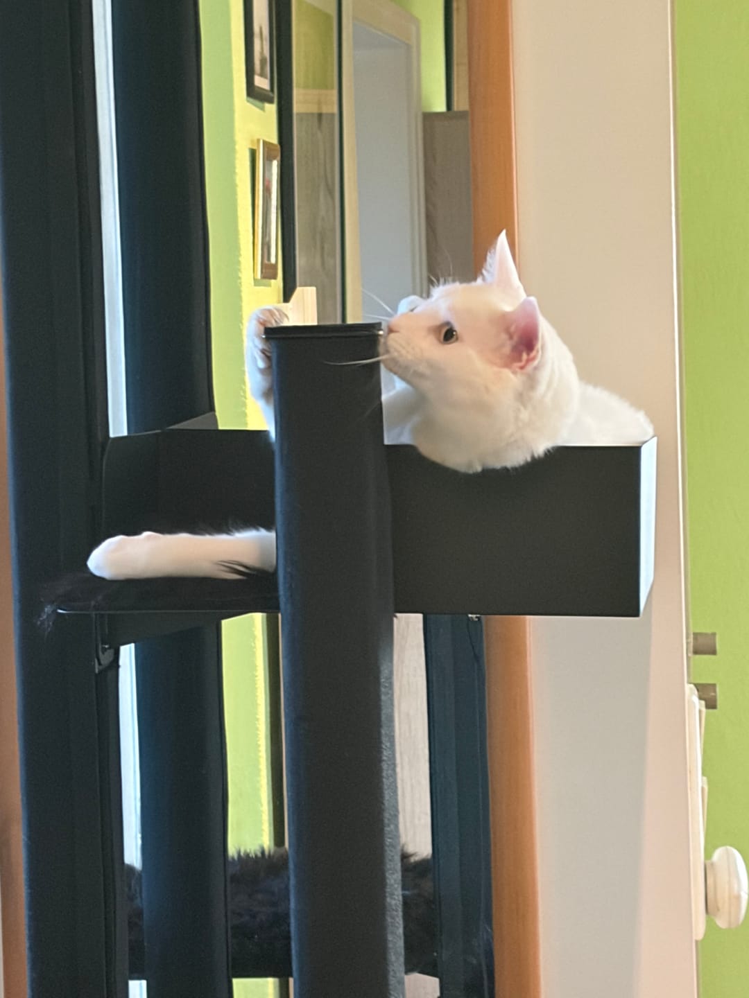 Customer photo review of STYA Katzen Kratzbaum MS610